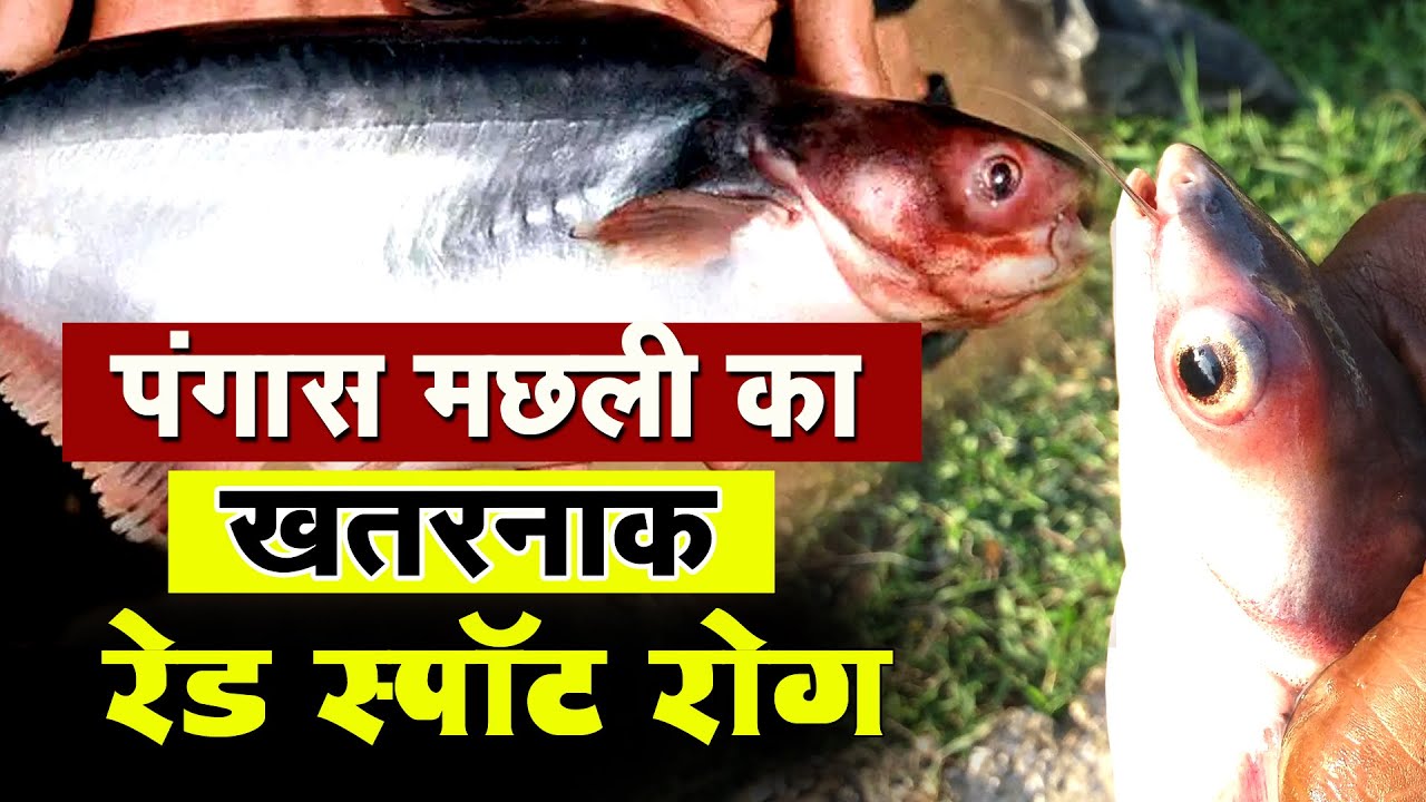 Pangasius Red spot Disease & treatment-पंगास मछली का खतरनाक रेड स्पॉट रोग - Pangus Fish Farming