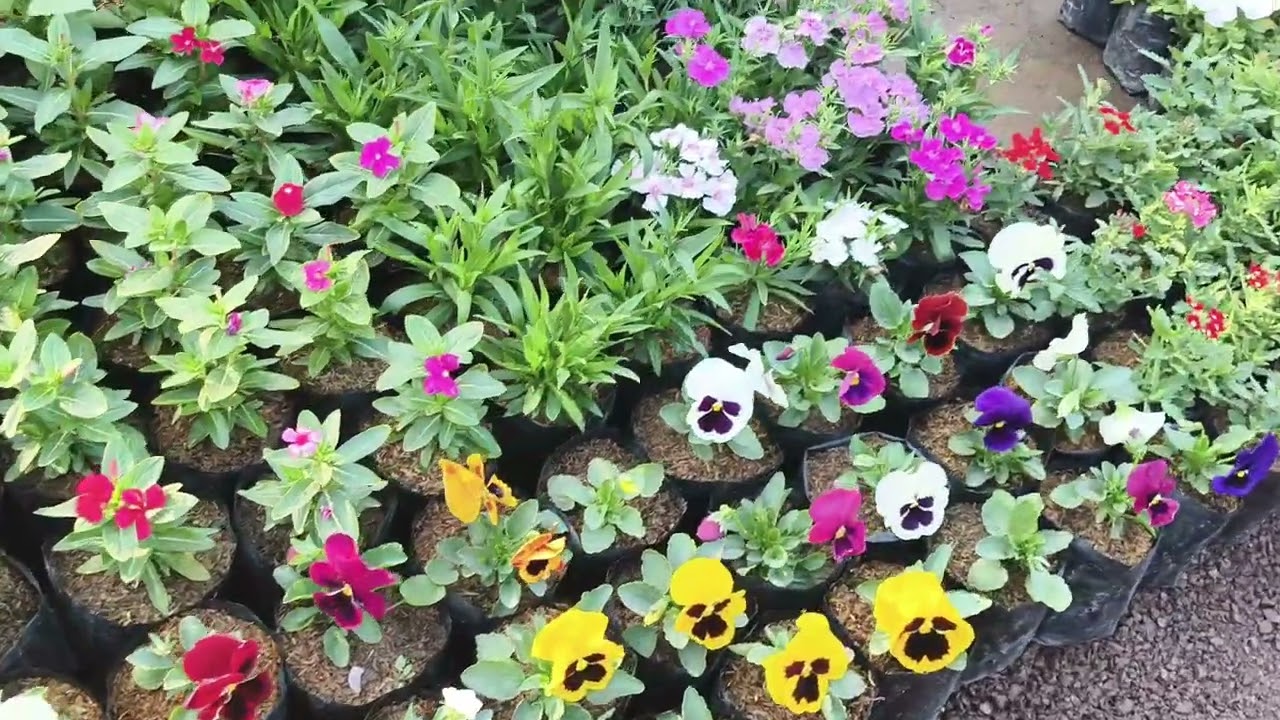 Flower 🌺🌹# vlog # rang,birang# Bhilai supela 