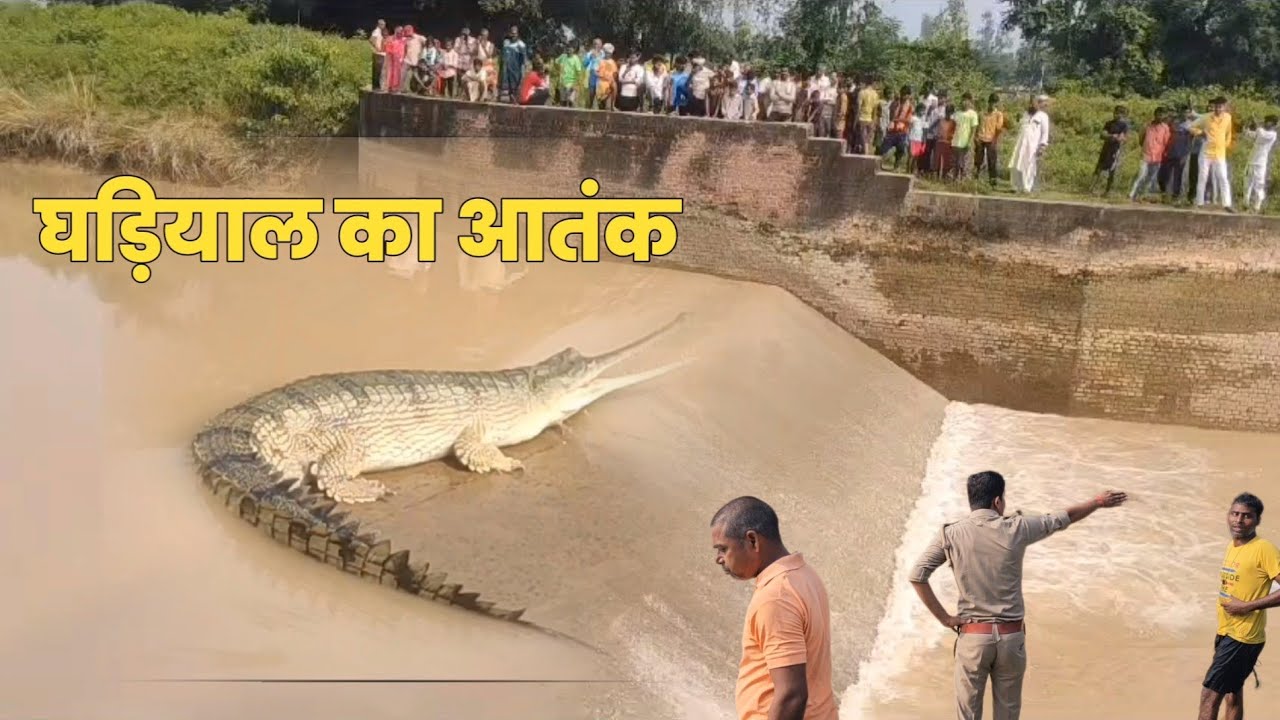 नहर में घड़ियाल आने से 1 दर्जन गांव में दहशत, दो थाने की लगी है पुलिस, घड़ियाल को पकड़ने की तैयारी