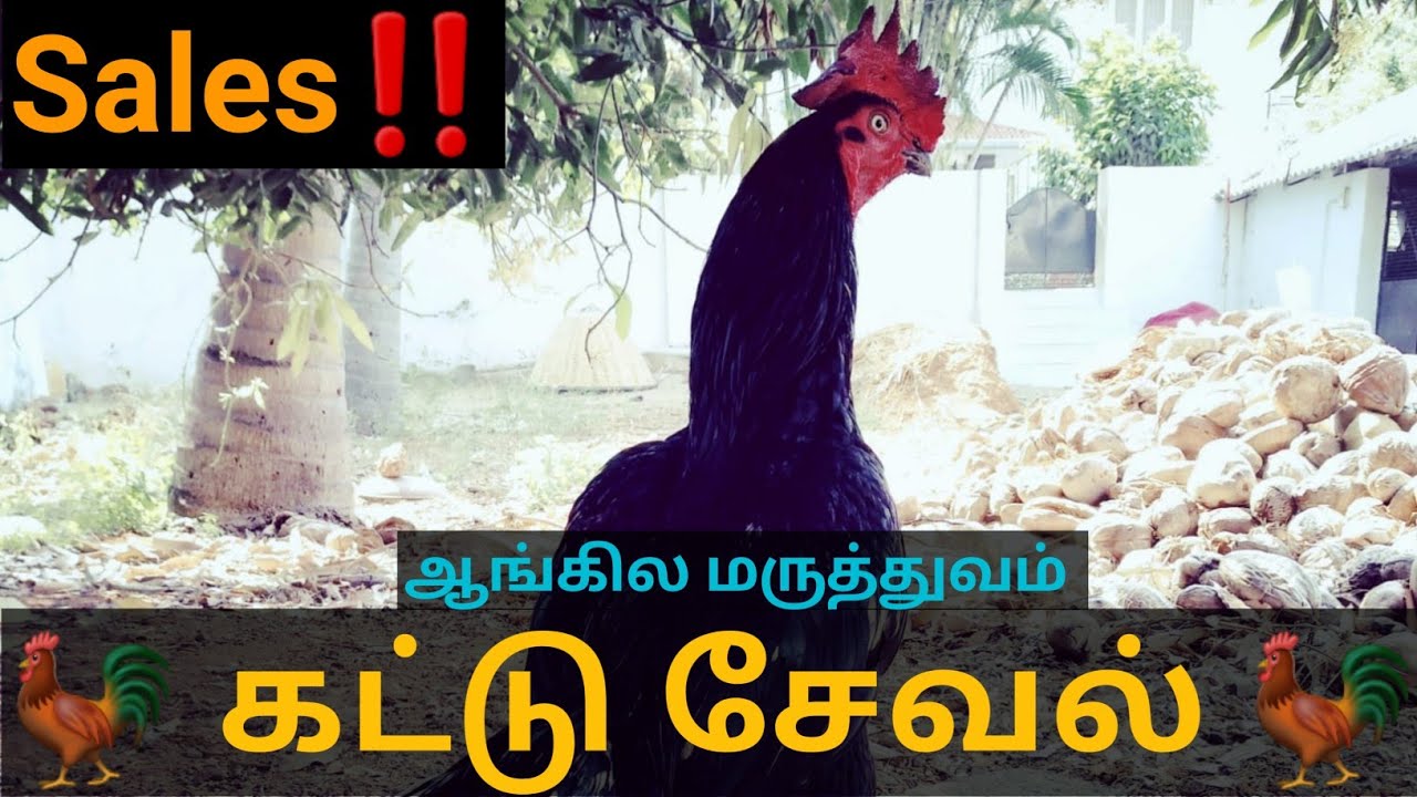 kattu seval for sale‼️| கட்டு சேவல் ஆங்கில மருந்து நோய் மேளாண்மை / விற்பனை | karthickloganathan
