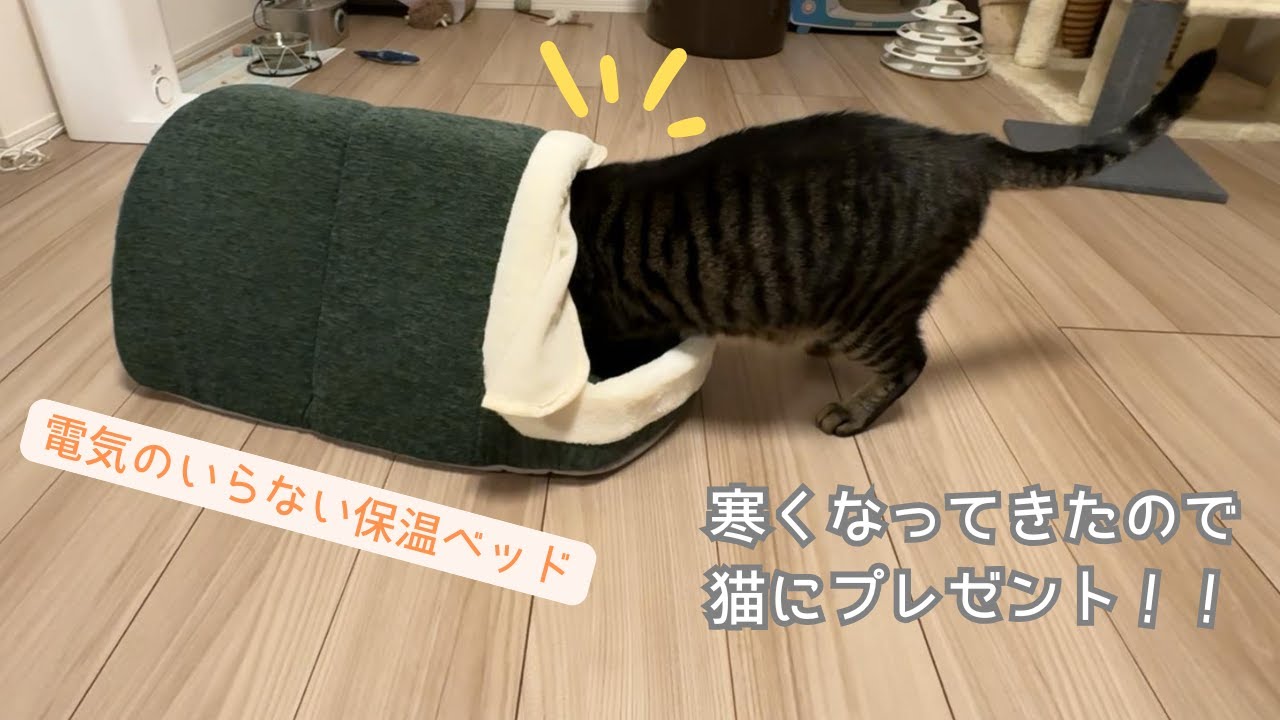【話題の「電気のいらない保温ベッド」買いました】猫が寒そうなので買ってみた