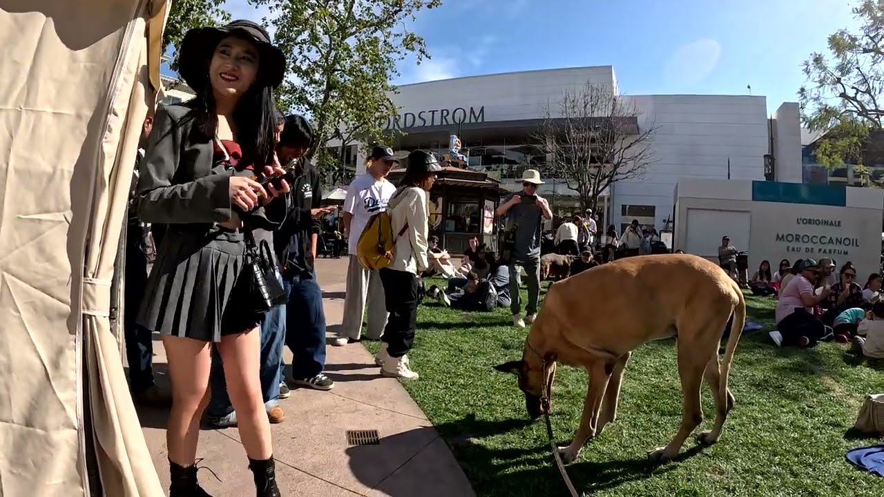 Cash 2.0 Great Dane at The Grove and Farmers Market in Los Angeles 104