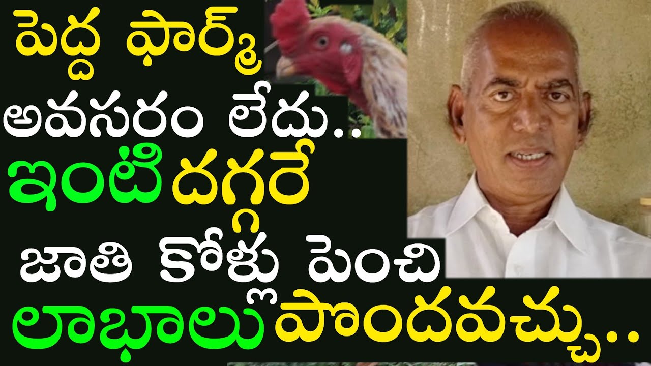 You can raise 100% breed chickens at home.. How To Start Jathi kolla Pempakam At Your Home..
