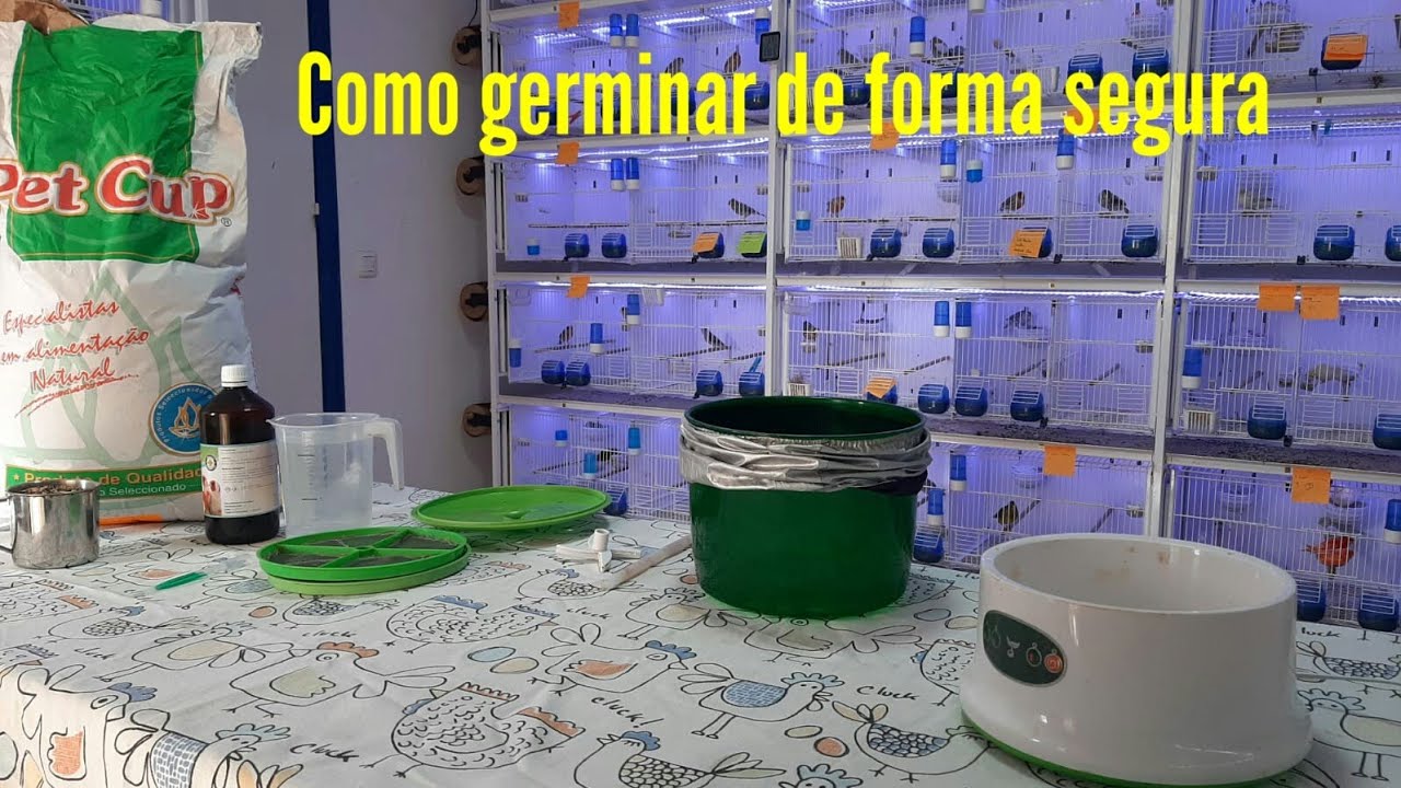 Como germinar semillas de forma segura, sin hongos🌎.