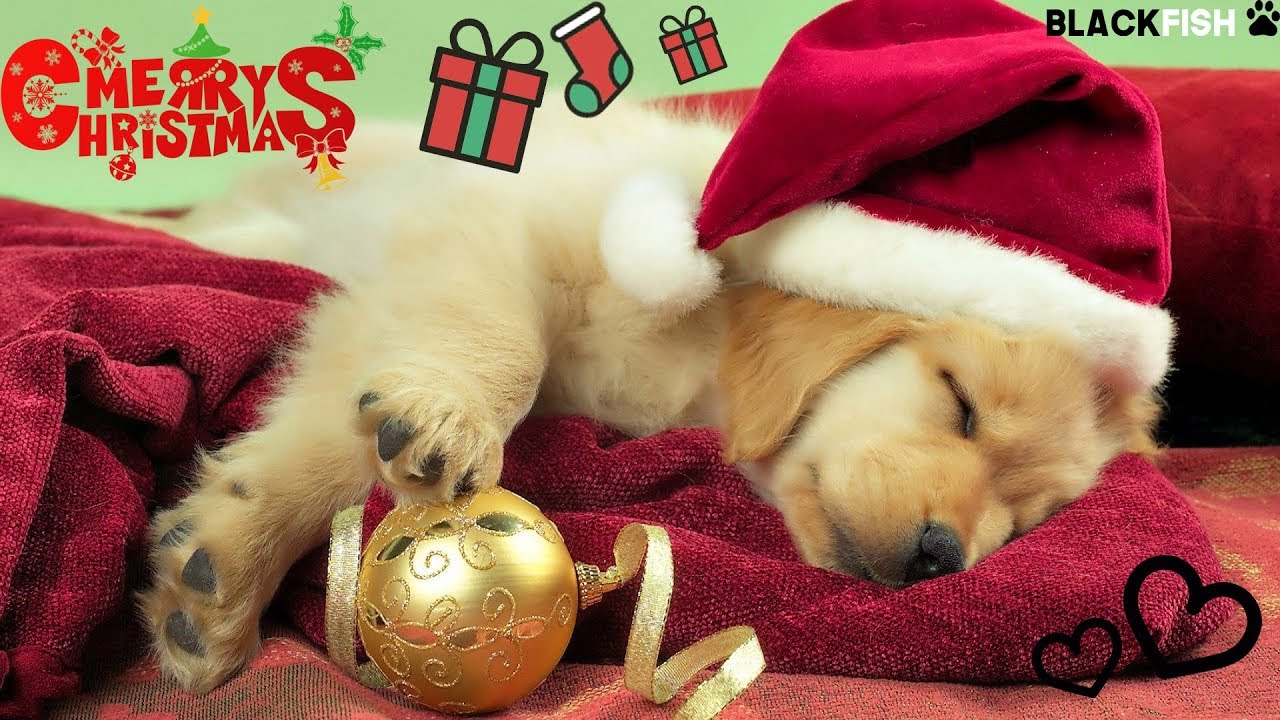 Reazioni al regalo di un cane per Natale - COMPILATION [SPECIALE NATALIZIO]