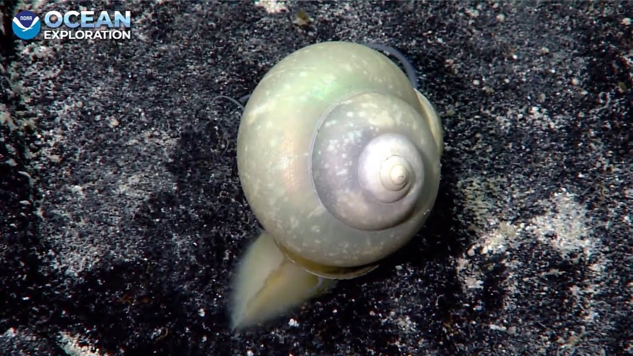 EX2503 Dive 15 Unnamed Seamount 07: Southwest of Salmon Apr 28 2025
