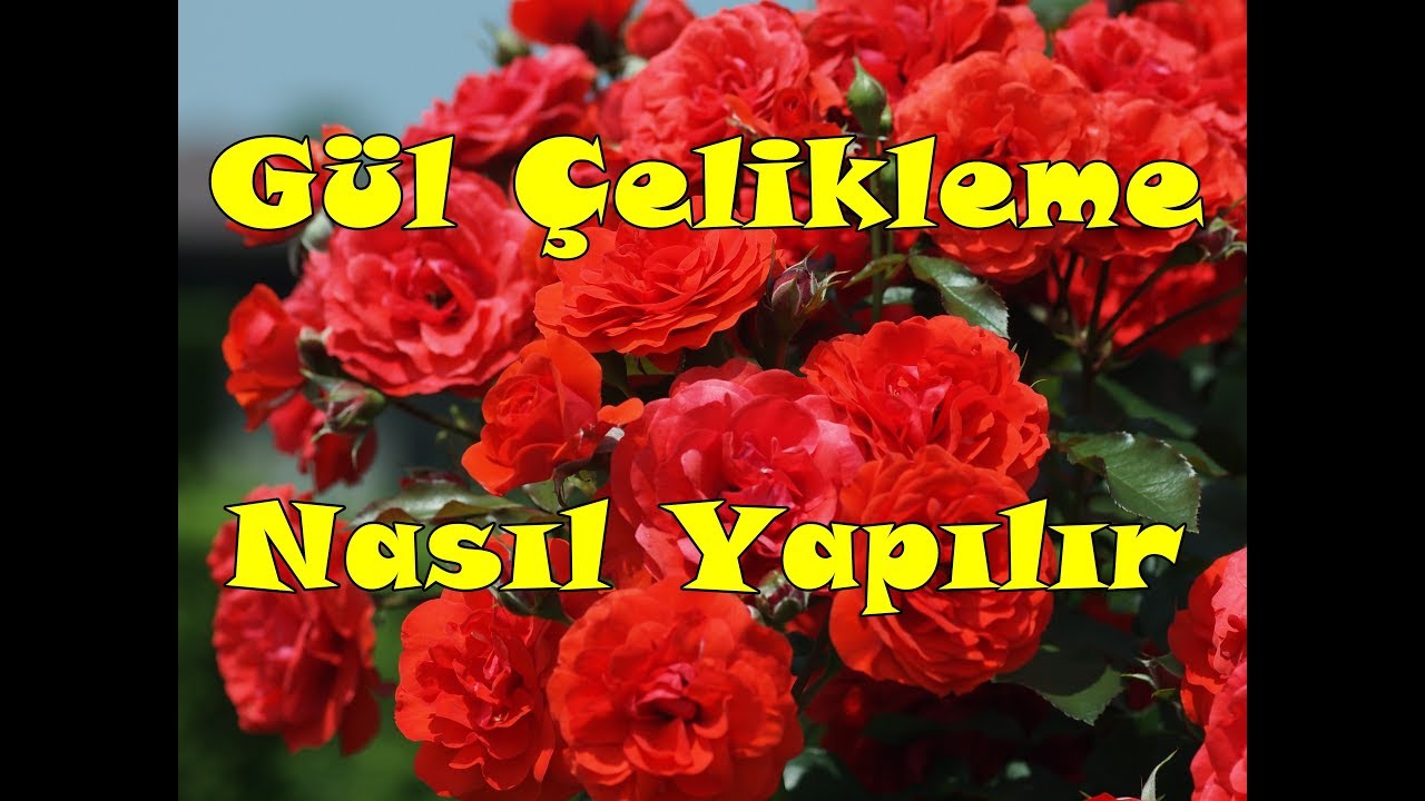 Gül Köklendirme Ayrıntılı Anlatım