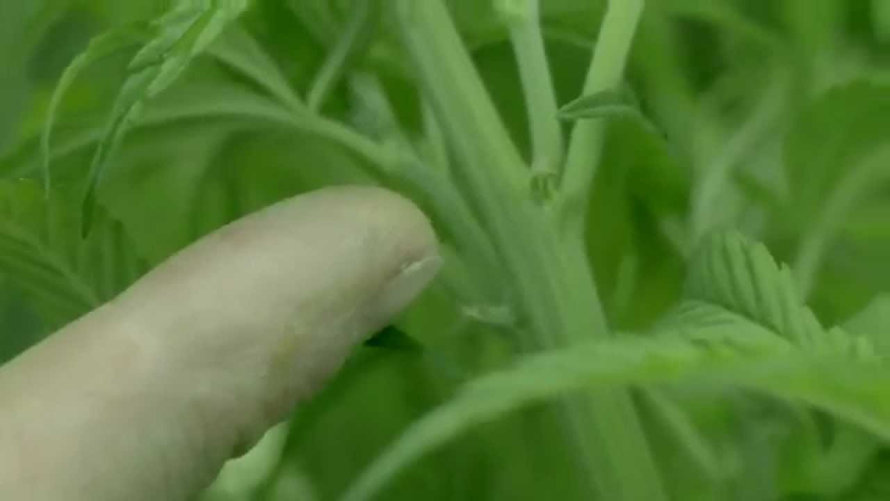 Go Ahead Goat Head. Webisode 1: How to spot male marijuana plants, and destroy them!