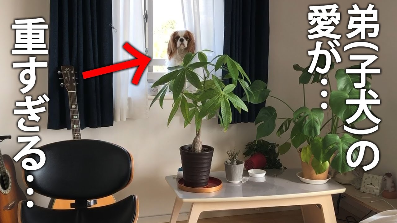 何してんのアップルちゃんwww
