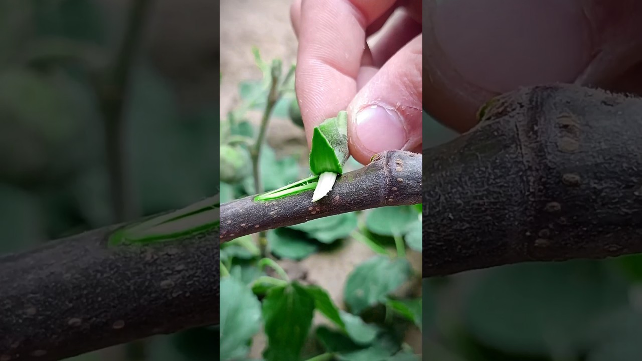Best grafting techniques for fig tree grafting #satisfying #grafting #fig #gardening #shortsfeed