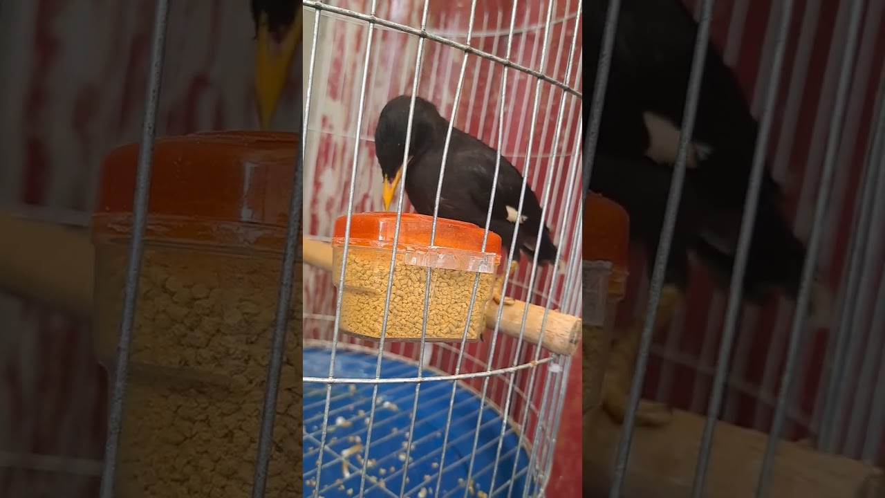 cách chăm sóc chim sáo non mùa thay lông