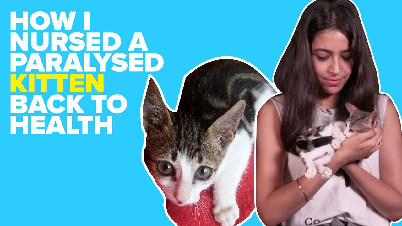 How I Nursed A Paralysed Kitten Back To Health