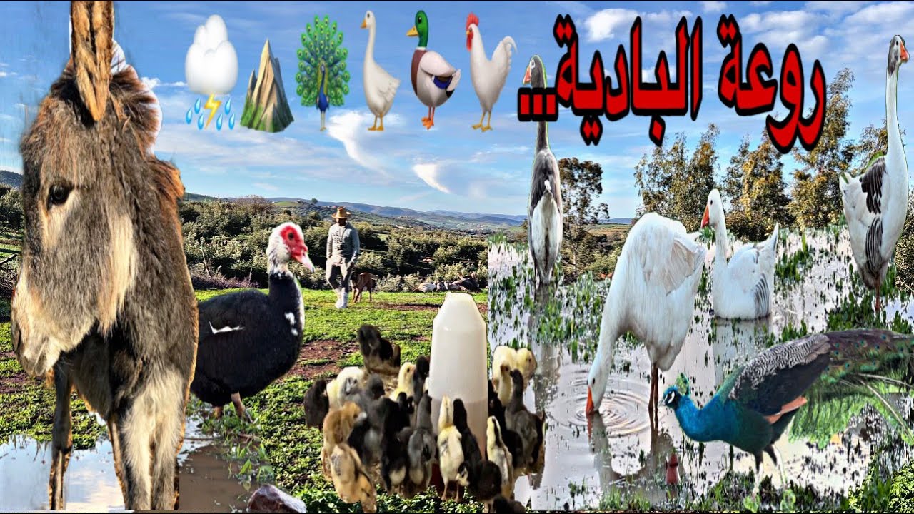 البادية مشروع تربية الدجاج تلقيح كتاكيت الدجاج و الديك الرومي, روعة العمل في البادية شكرا جزيلا لكم👍