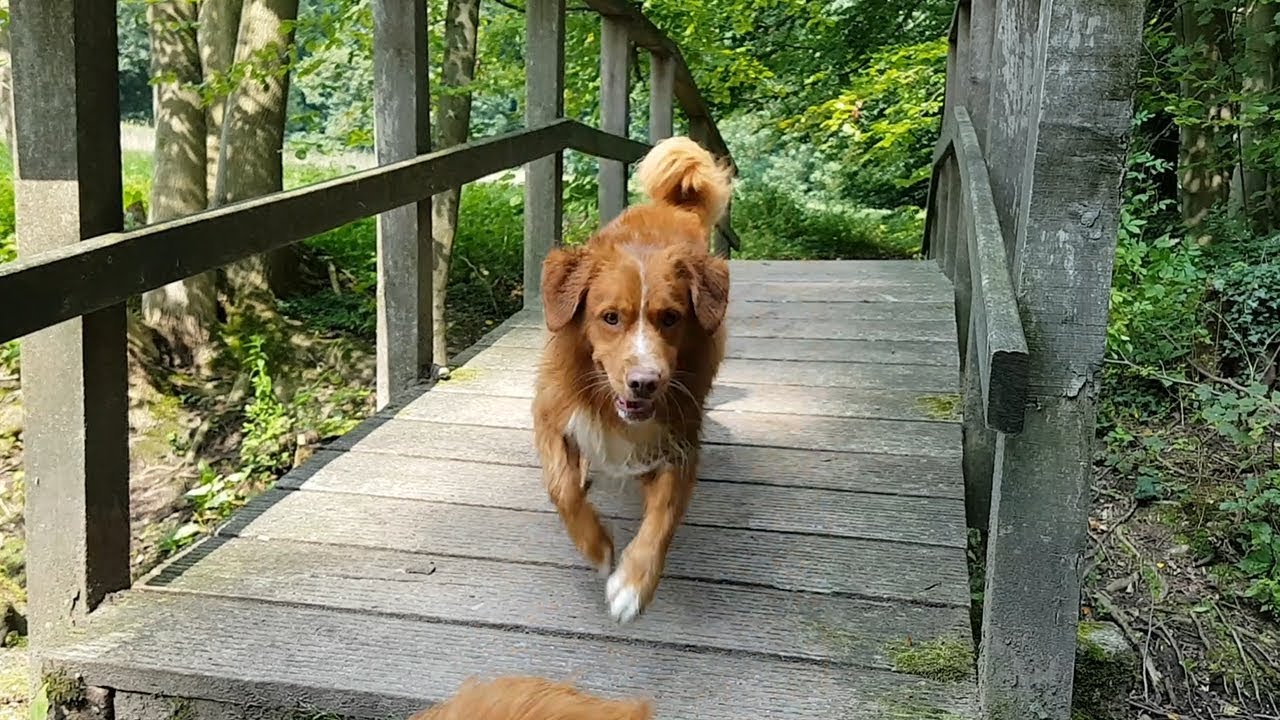 Happy Dogs in the Forest - Nova Scotia Duck Tolling Retrievers