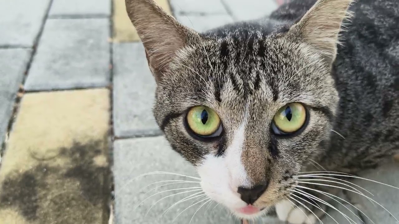 Finally, I get to pet this cat 😺