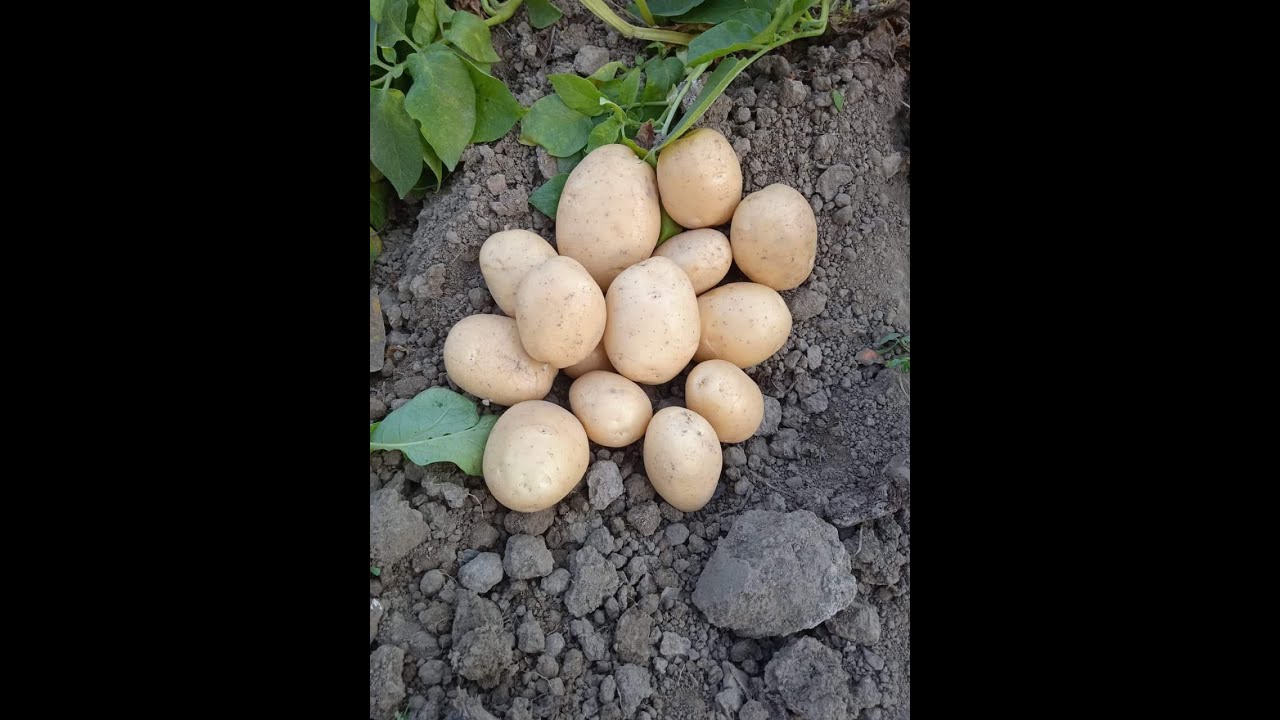 शुद्ध और गुणवत्ता वाली आलू की फसल। Pure Organic Potato farming( 0% Urea & DAP)