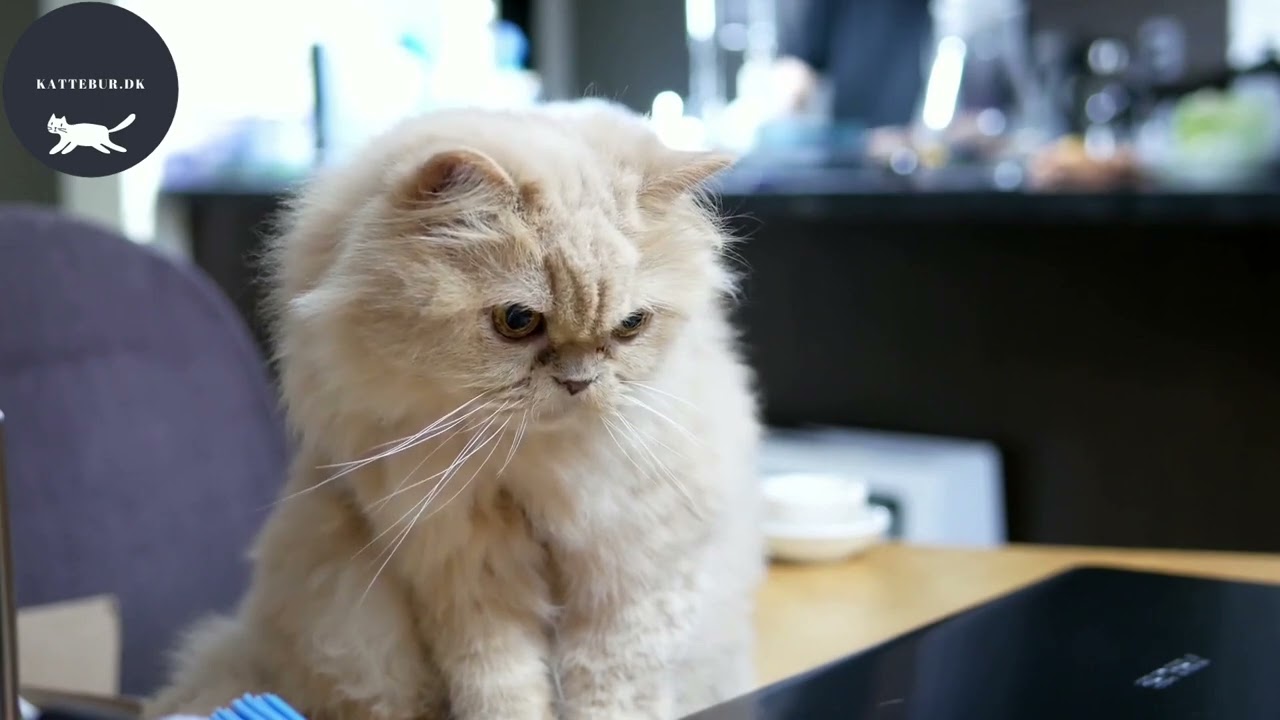 kattebur uge 20 Video Full HD 1920x1080 px