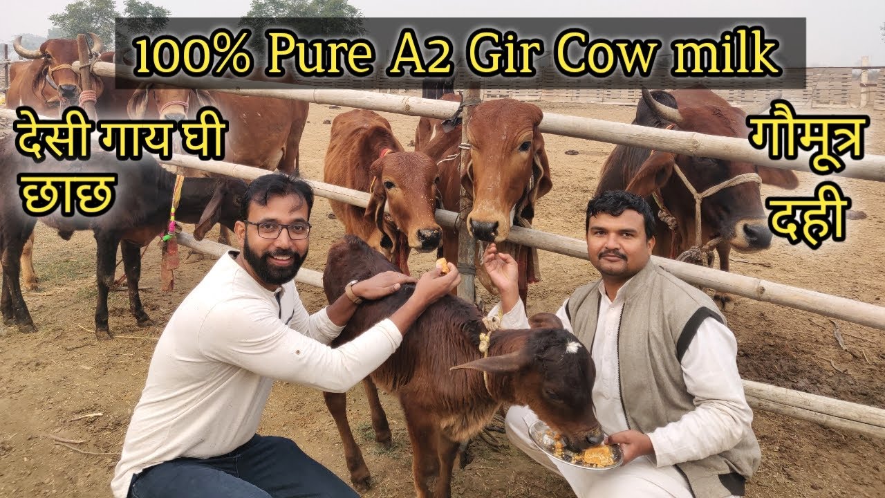 Buy Pure A2 Gir Cow milk, Ghee, White Butter, Curd, Buttermilk, Gomutra