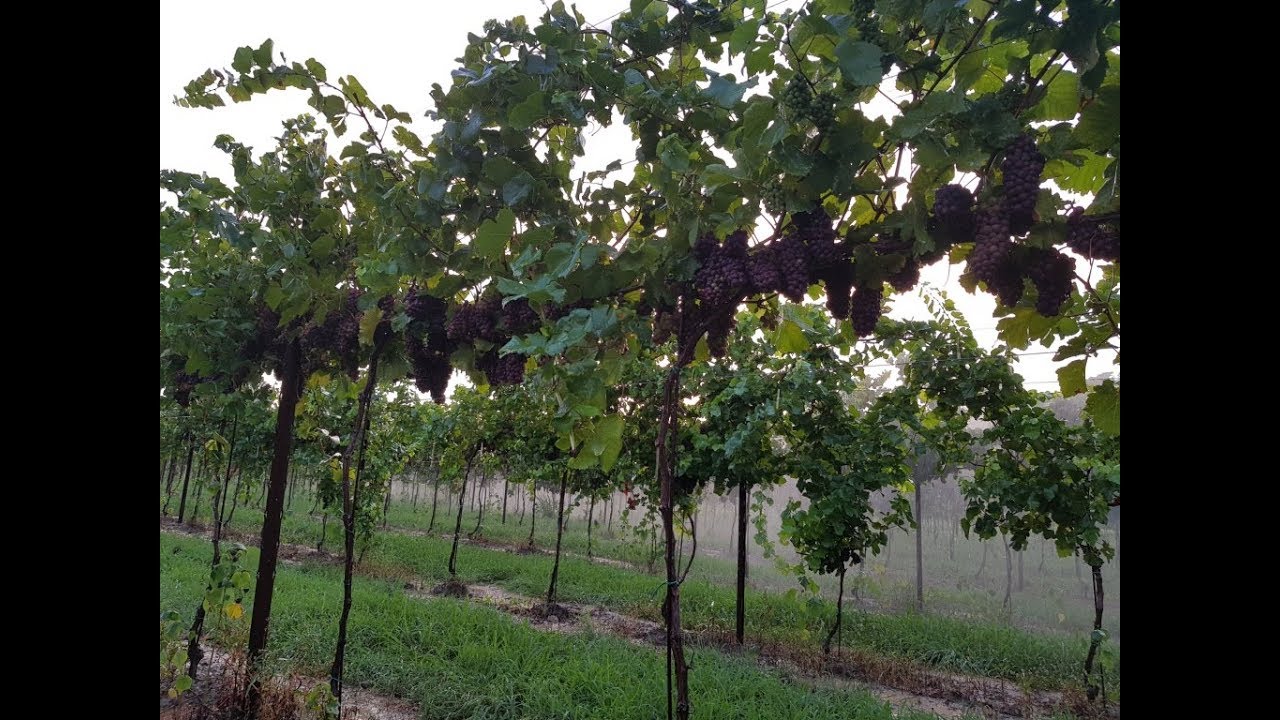 Annata 2018 Pinot grigio