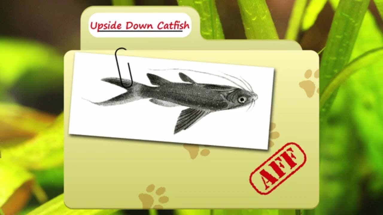 Upside Down Catfish facts  they prefer it that way   Fish Fact Files - حقائق علمية عن الاسماك