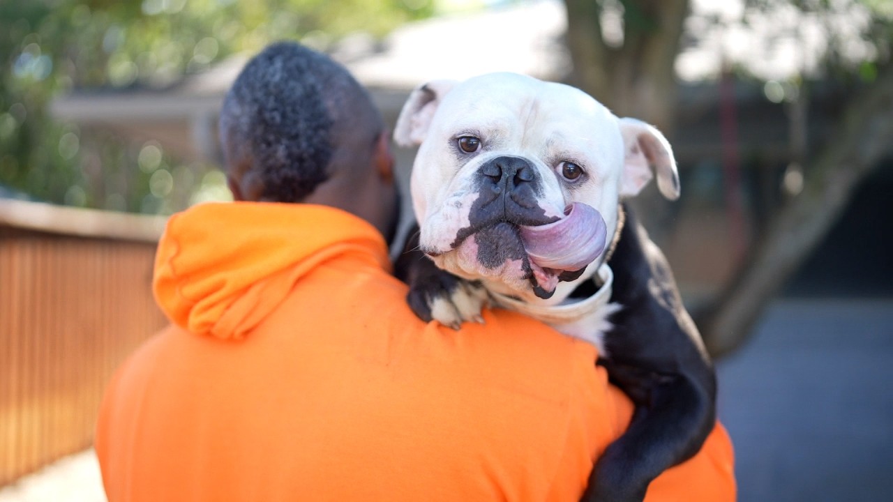 Why we got the Olde English Bulldog (Joker's Future)