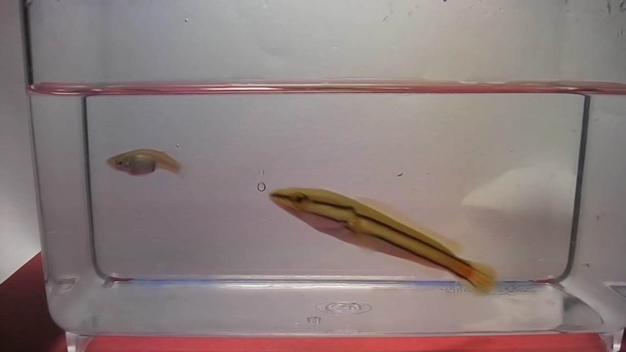 Baby Snakehead eating guppy