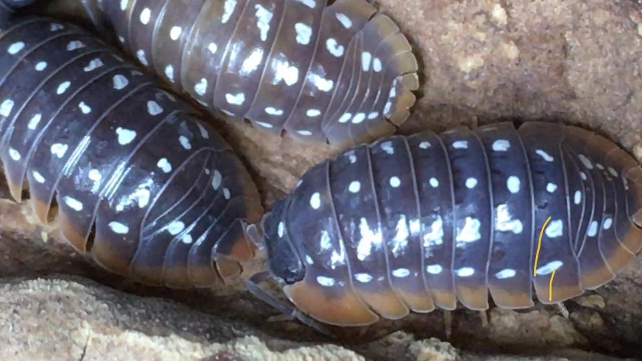 Руководство по уходу за изоподами Armadillidium weneri