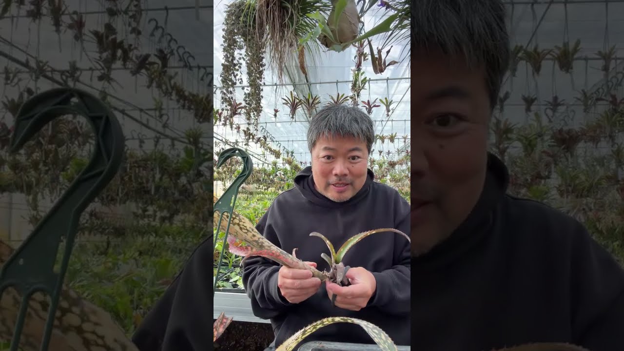 熱帯植物栽培家の気まぐれ塾YouTube版 がライブ配信中！