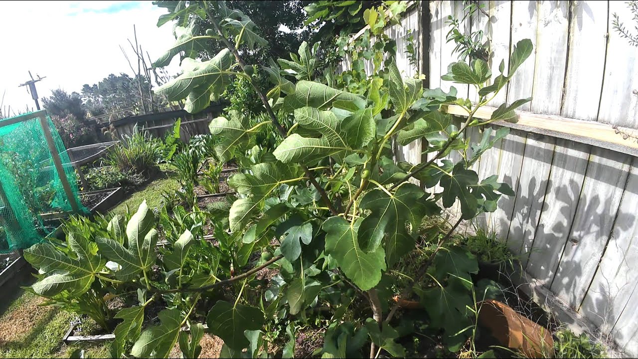 Growing Figs 12 Jan 2026