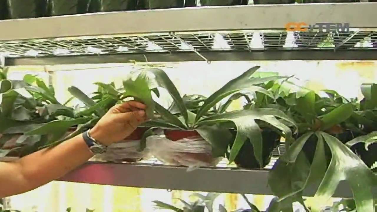 Propagacion de plantas Parte 2