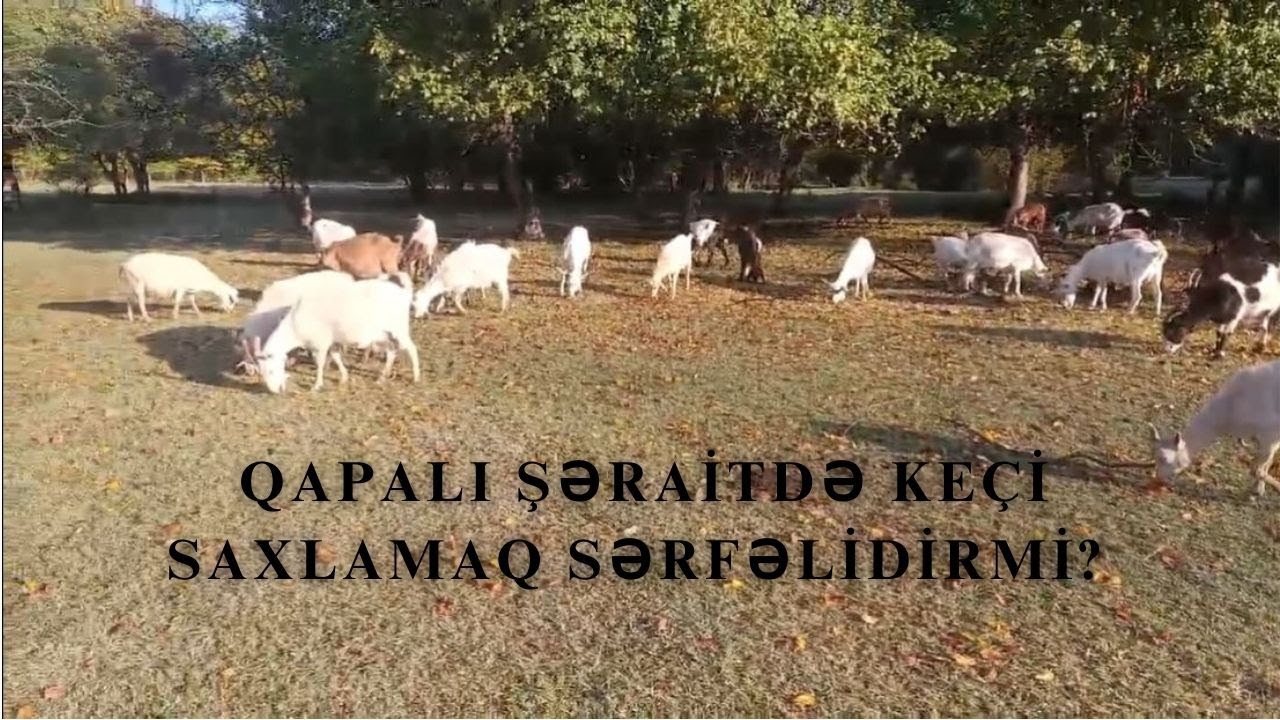 Qapalı şəraitdə keçi saxlamağın xərc və gəliri.