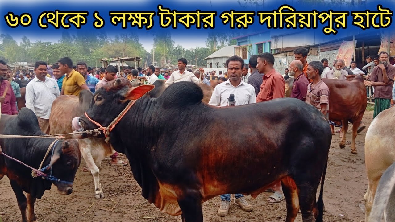 ১৩/৩/২৬| মাঝারী সাইজের দেশি গরু গাইবান্ধা জেলার দারিয়াপুর হাটে বেশ কম দামে বেচা বিক্রি হচ্ছে আজ!