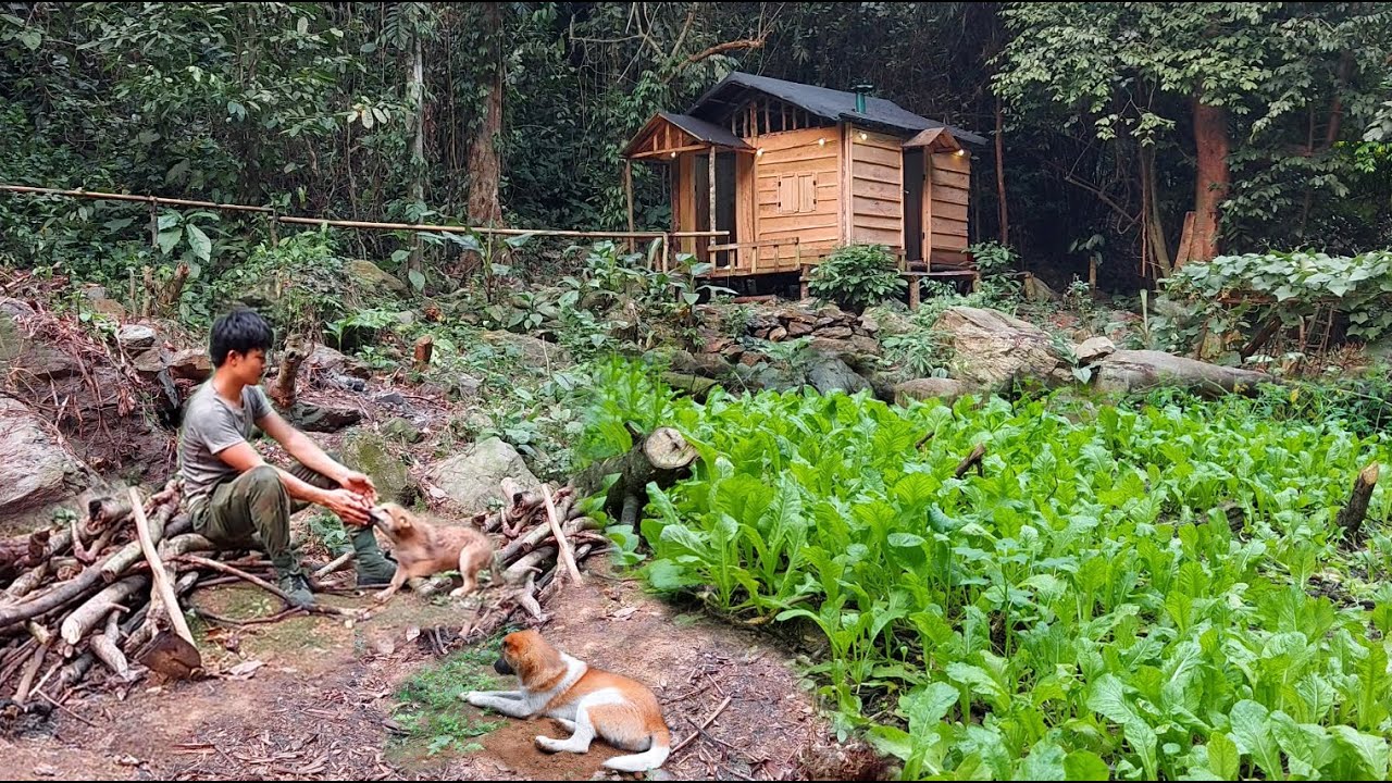 Расширьте сад, посейте семена овощей, 200 Day of Bushwalking, живя в хижине вне сетки Bushcraft