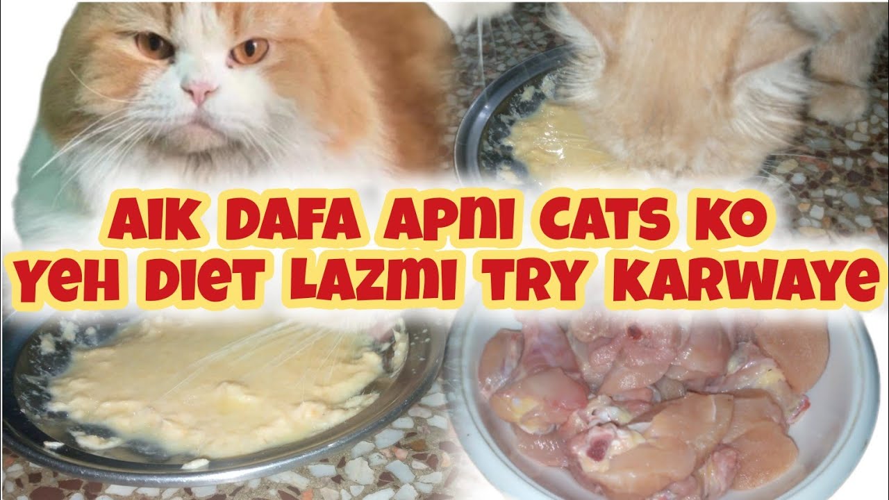 Garmio Ki Best Homemade Diet 😋|| Homemade Diet For Cats || #homemadecatfood