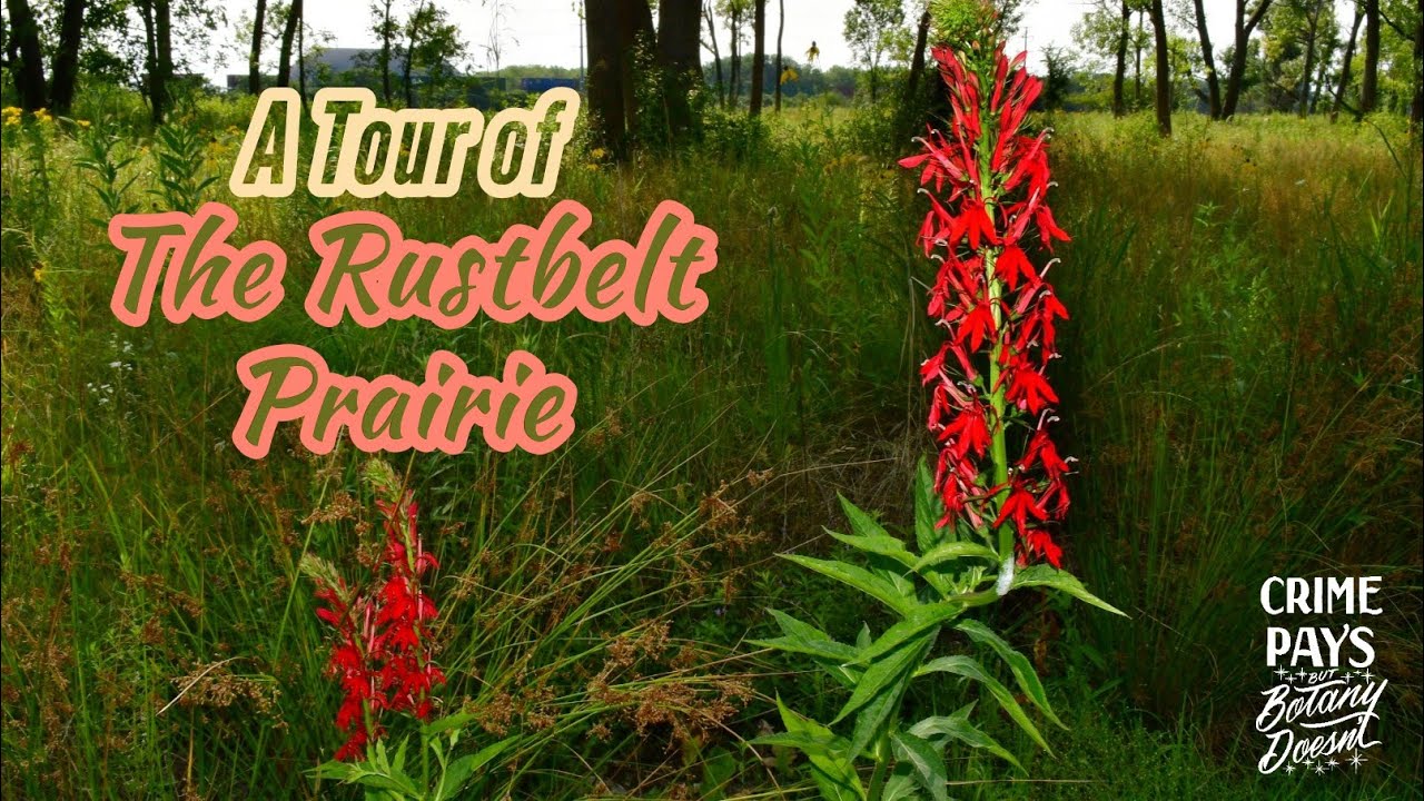The Rustbelt Prairie (& Abandoned Quest To Spread Feral Paht Seeds)