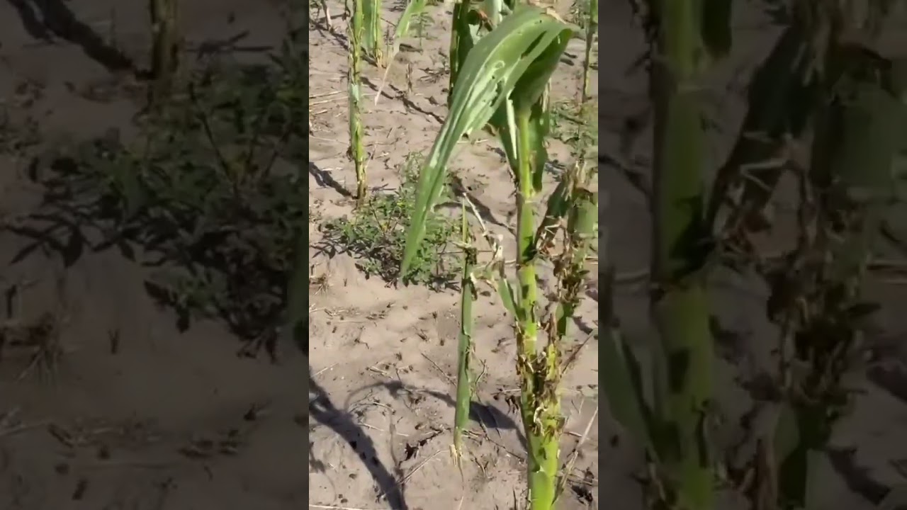 #Watch A red locust invasion has devastated six constituencies in the Zambezi Region, with crop