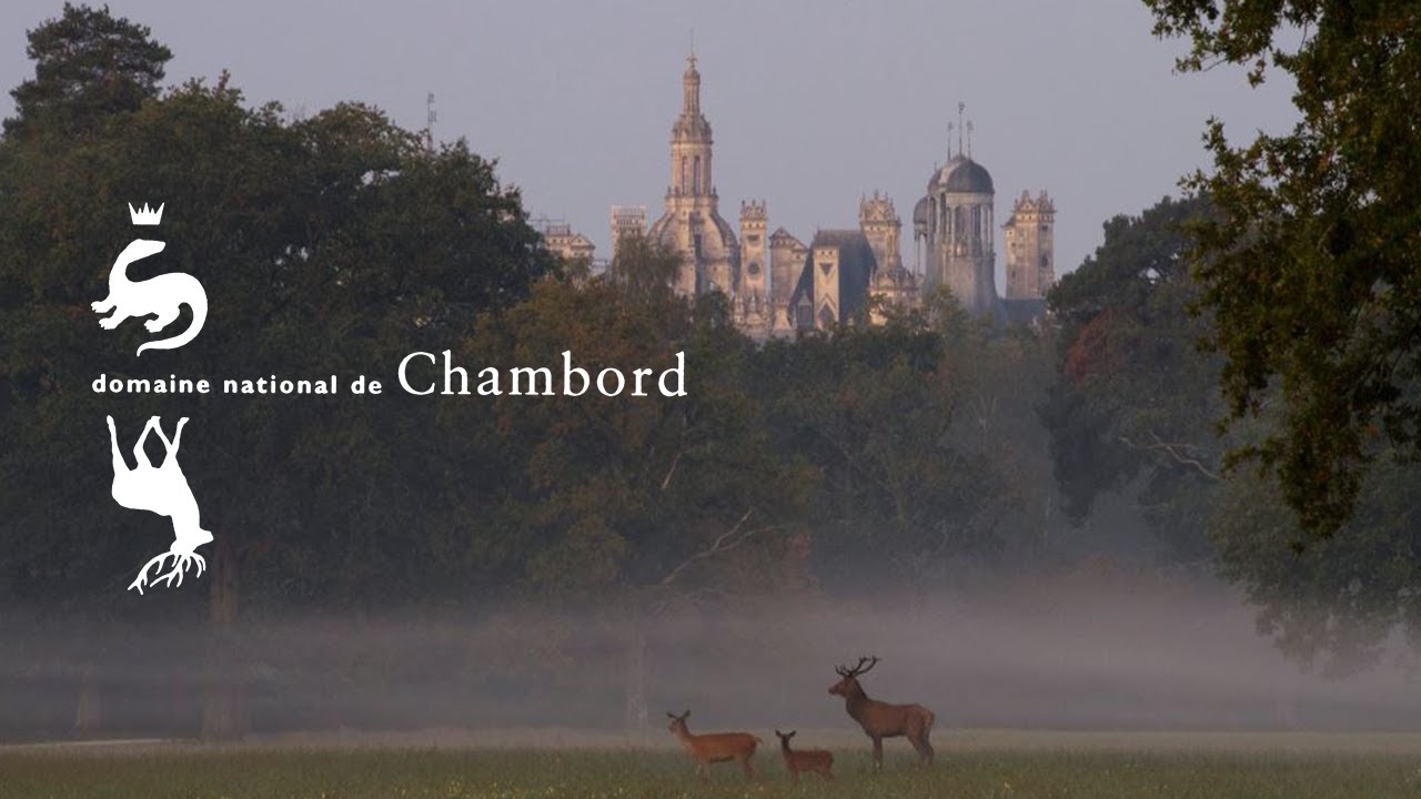 Le brame du cerf - Ch&acirc;teau de Chambord