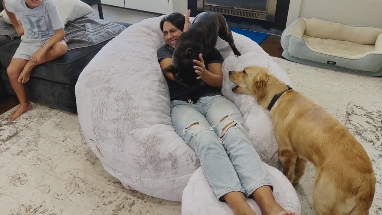 Dog Wants Everyone To Know This Is Her LoveSac Moviesac Bed