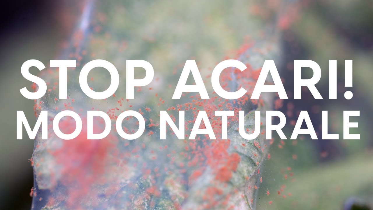 3 prodotti naturali per eliminare gli acari (ragnetto rosso) delle piante!