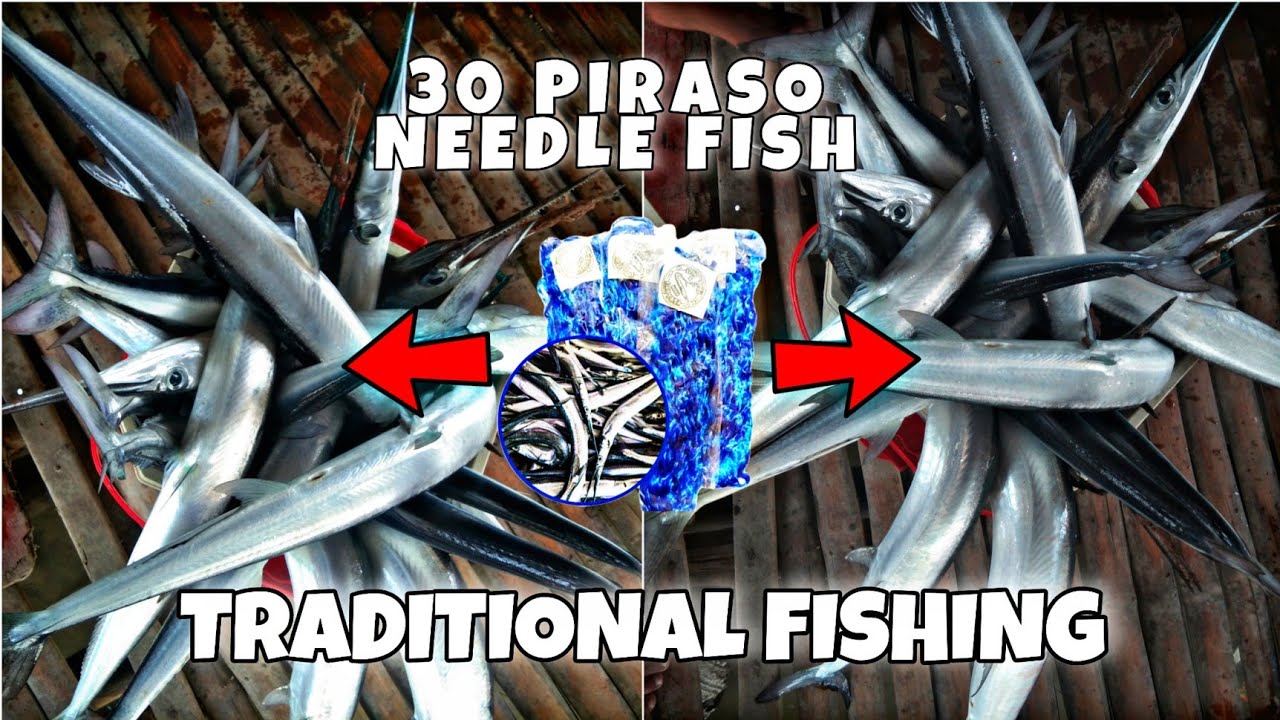 Catch A lot of Needle fish! Traditional Rentex Fishing | Sunod-Sunod na Pa Dawi