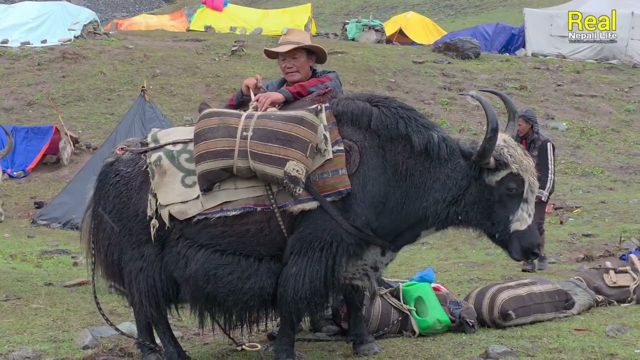 Himalayan Village Life | The Yak Farm | Dolpa | Nepal | Real Nepali Life |