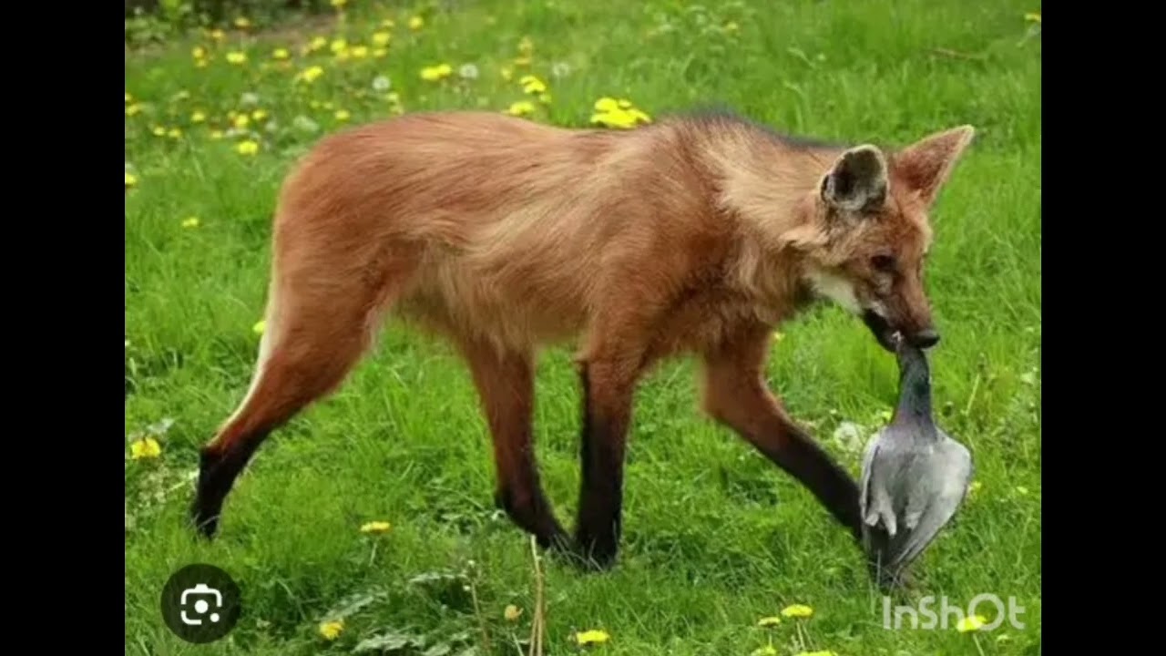 The Maned Wolf: tallest canid in the world. 