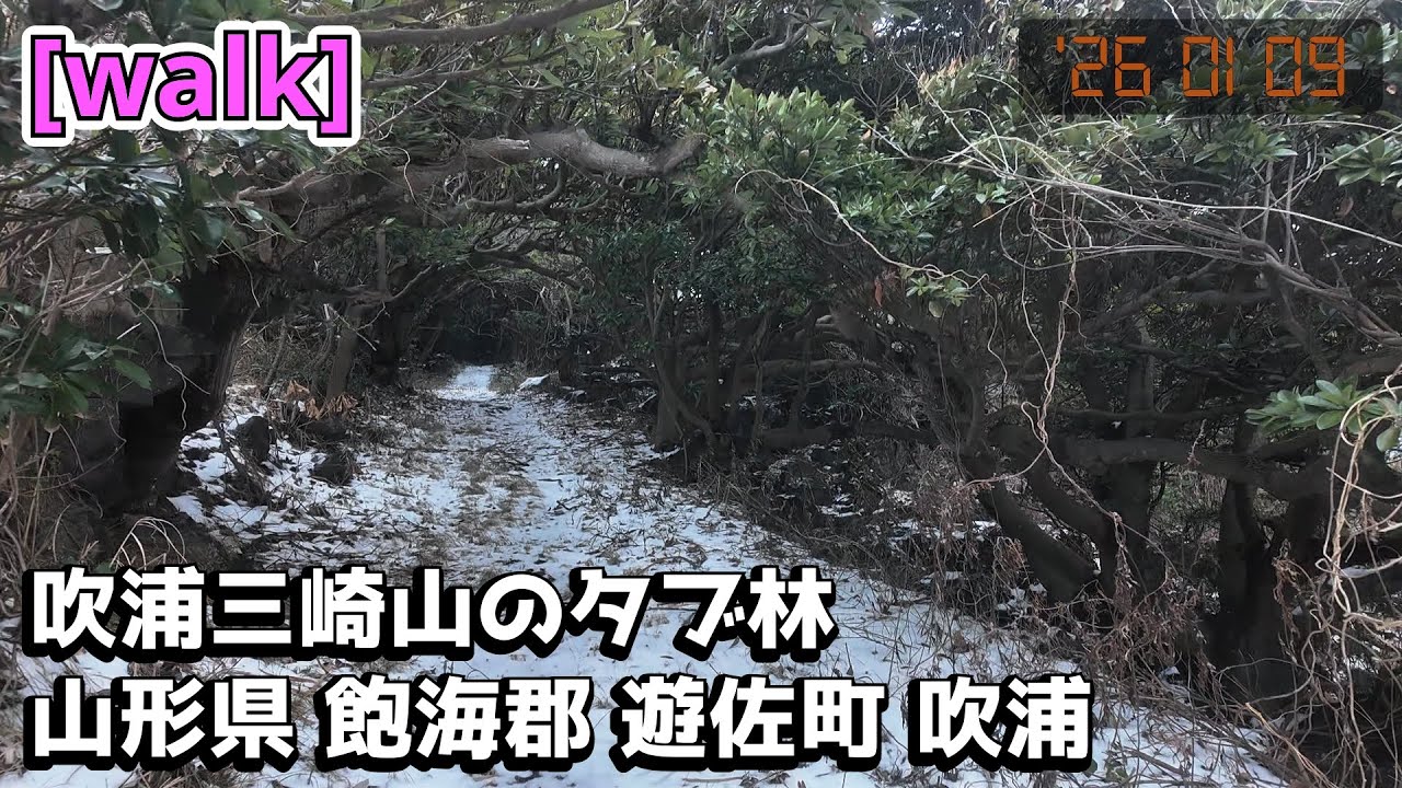 【吹浦三崎山のタブ林】吹浦三崎山のタブ林/山形県飽海郡遊佐町吹浦【庄内を散歩382】