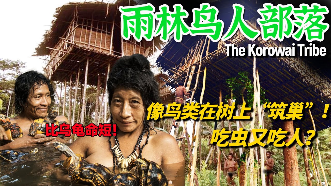 雨林最奇葩的“鸟人”原始部落：住40米高的树屋，日常爱吃虫！比非洲短命部落还短命？#原始部落 #tribe #korowai