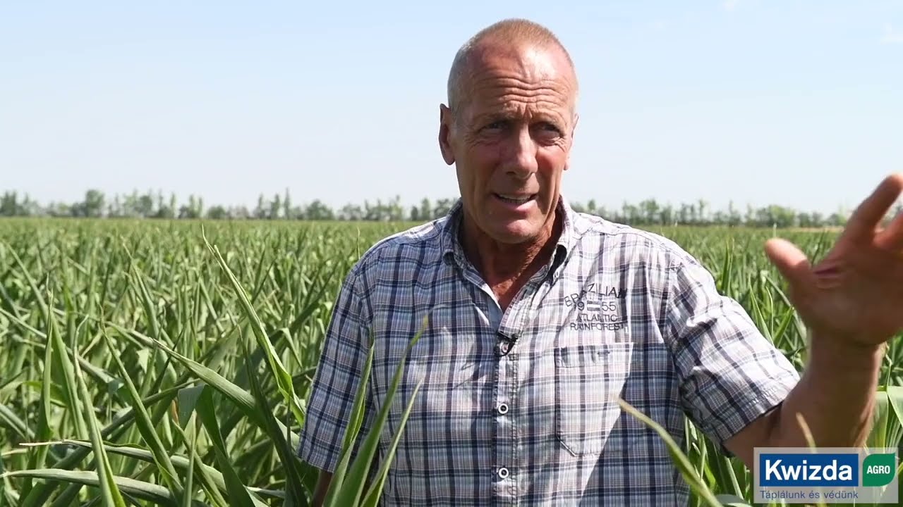 Kukorica gyomirtás: aszályos időszak tapasztalatai Orosházán