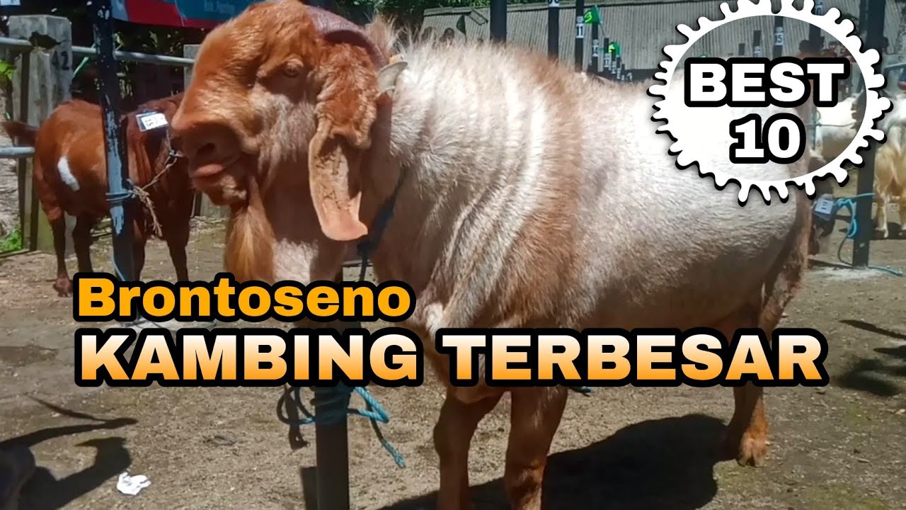 BRONTOSENO | CROSSBOER TERBESAR/TERBERAT