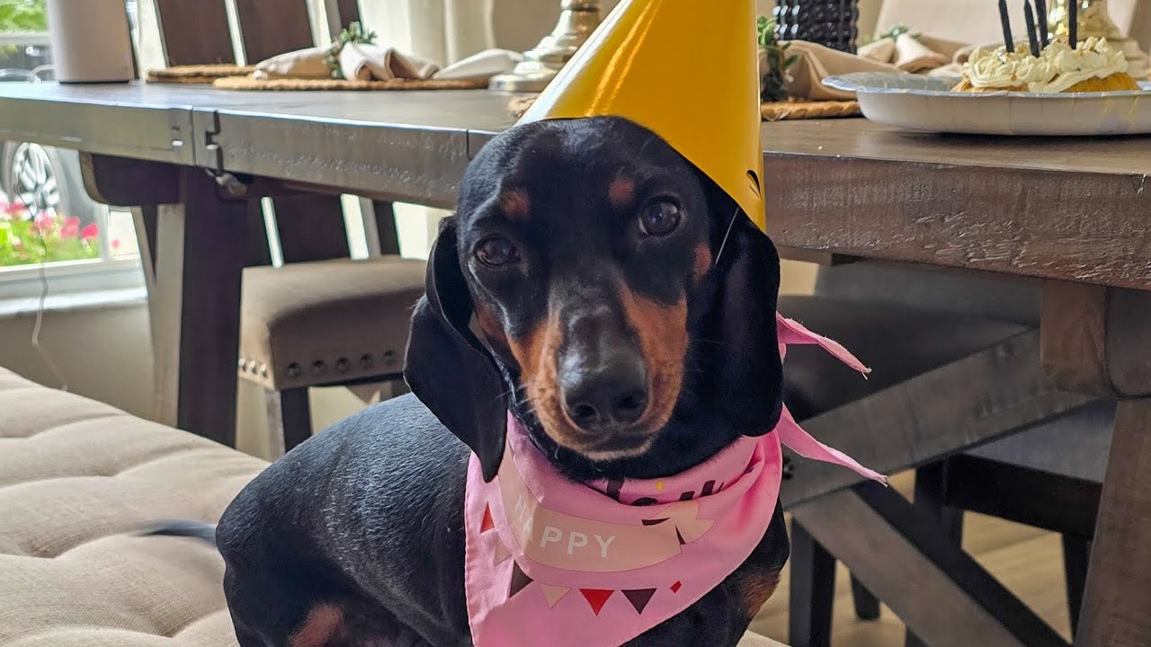 🌺•HAPPY BIRTHDAY HEIDI!• | •CELEBRATING 5 YEARS• 🎉🥳🎂