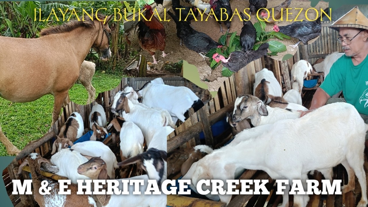 Mga Kambing sa Lugar na Maulan! M&E HERITAGE CREEK FARM