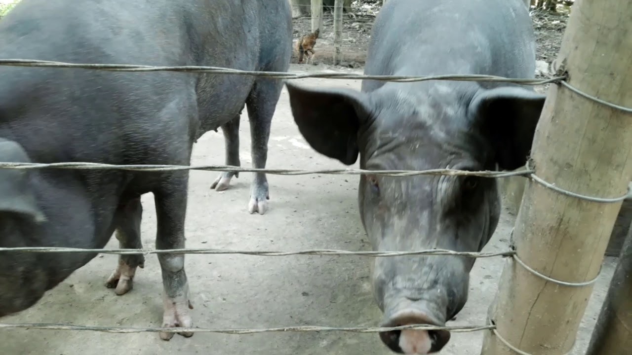 Chiqueiro de porco feito com arame liso