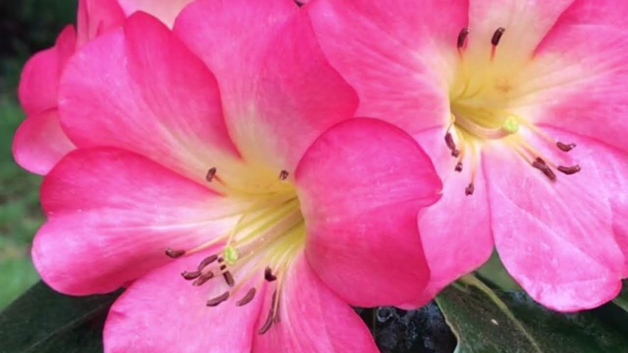 Russell Beeson's town garden